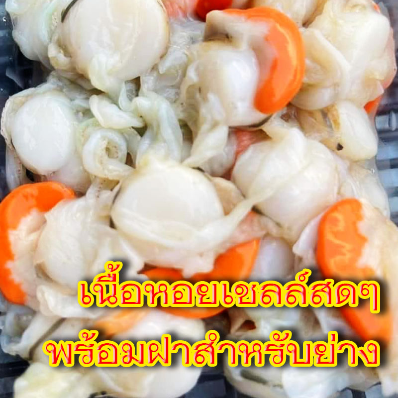 เนื้อหอยเชลล์สดๆ พร้อมฝาสำหรับย่าง