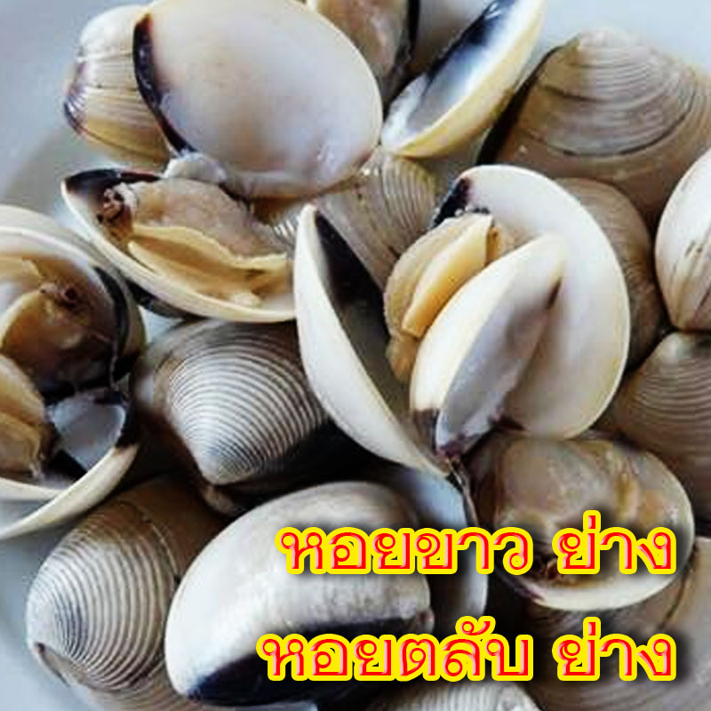 หอยขาว หอยตลับ ย่าง