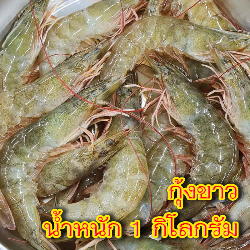 กุ้งขาวสดๆ