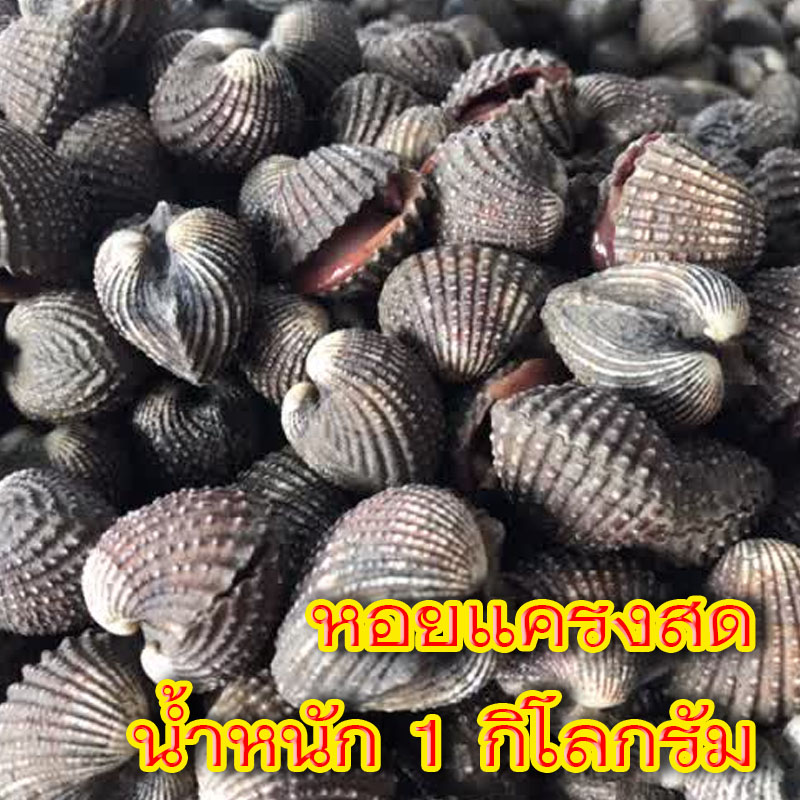 หอยแครงสดๆ