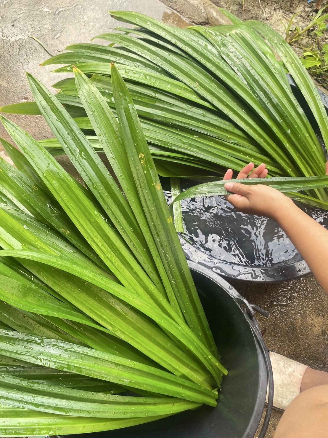 น้ำวุ้นใบเตย ขนาด 12 ออนซ์ และ 16 ออนซ์ (ไม่มีขั้นต่ำในการสั่ง)