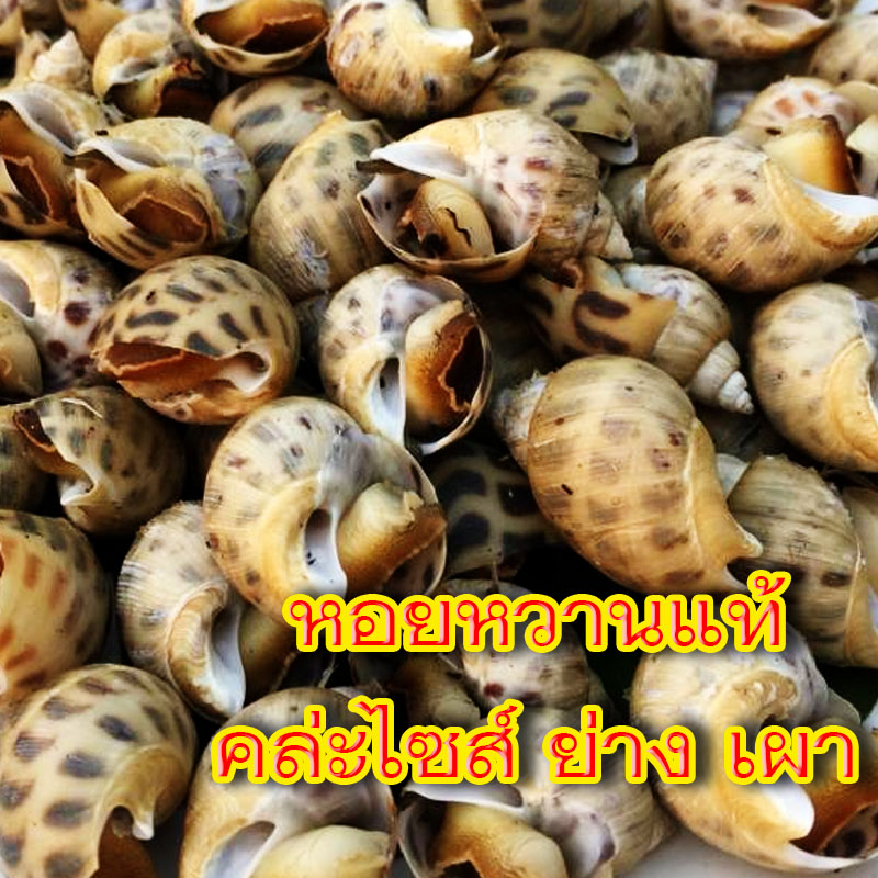 หอยหวานแท้ๆคล่ะไซส์ ยาง เผา พร้อมน้ำจิ้มซีฟุ้ด