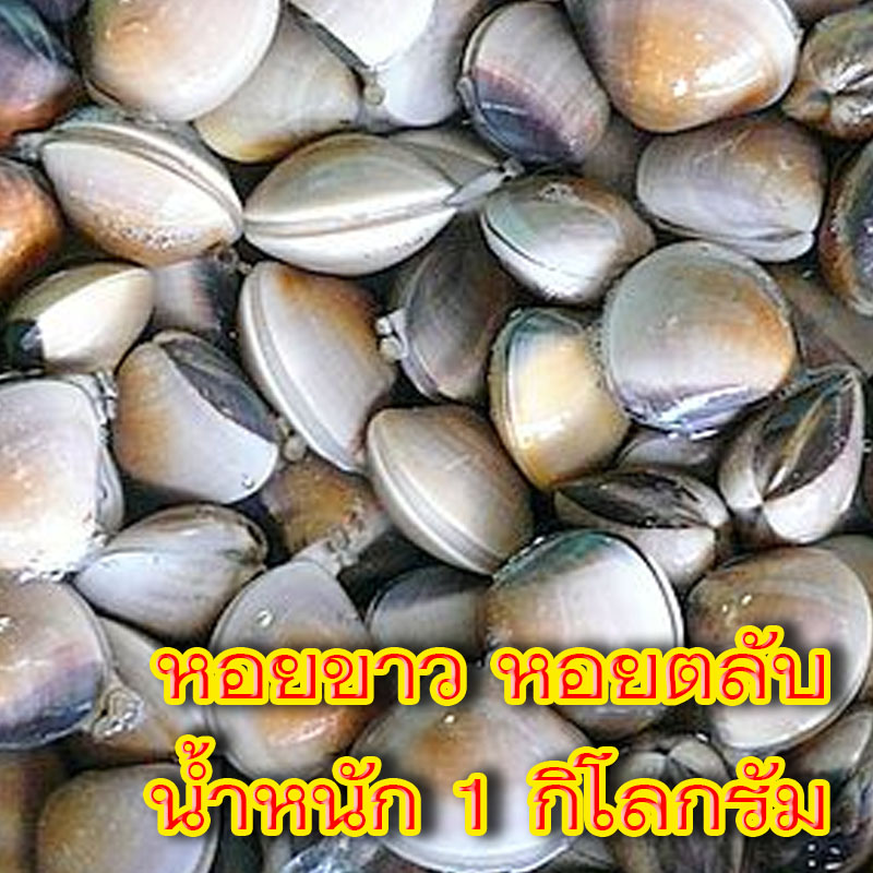หอยขาว หอยตลับ สดๆ