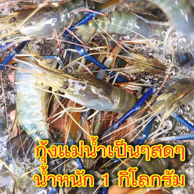 กุ้งแม่น้ำเป็นๆสดๆ