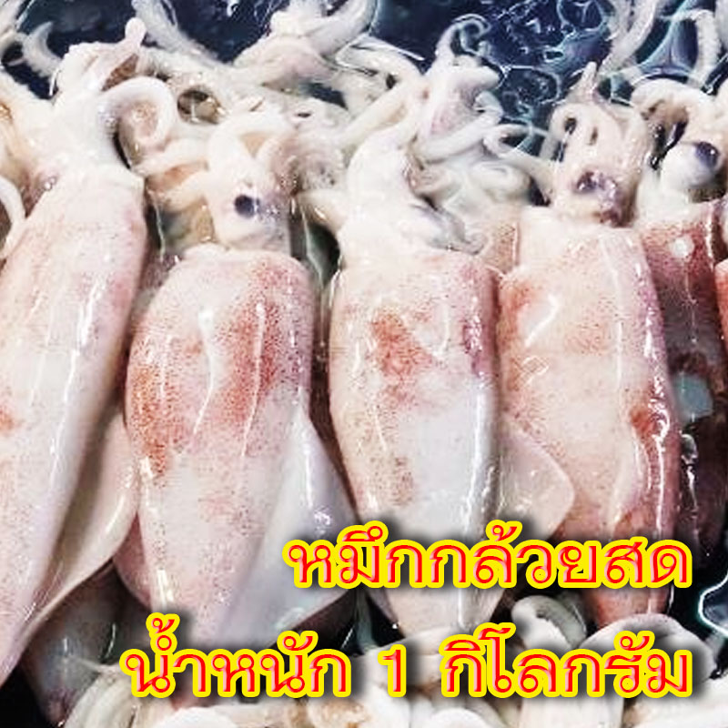 หมึกกล้วยสดคล่ะไซส์