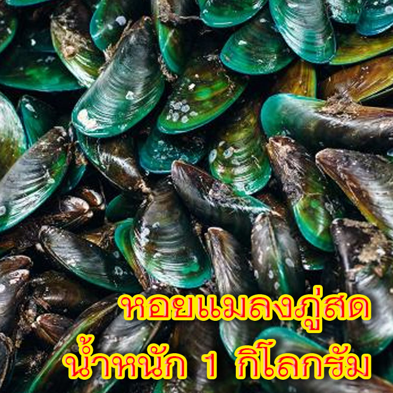 หอยแมงภู่สด