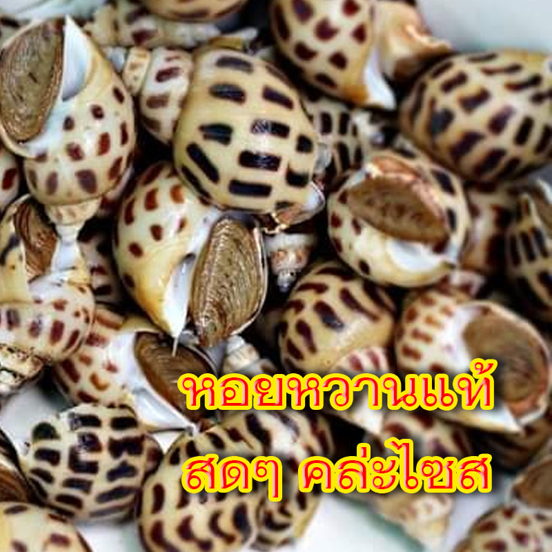 หอยหวานแท้ๆคล่ะไซส์ สดๆ พร้อมน้ำจิ้มซีฟุ้ด