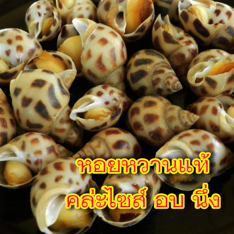 หอยหวานแท้ๆคล่ะไซส์ อบ นึ่ง พร้อมน้ำจิ้มซีฟุ้ด